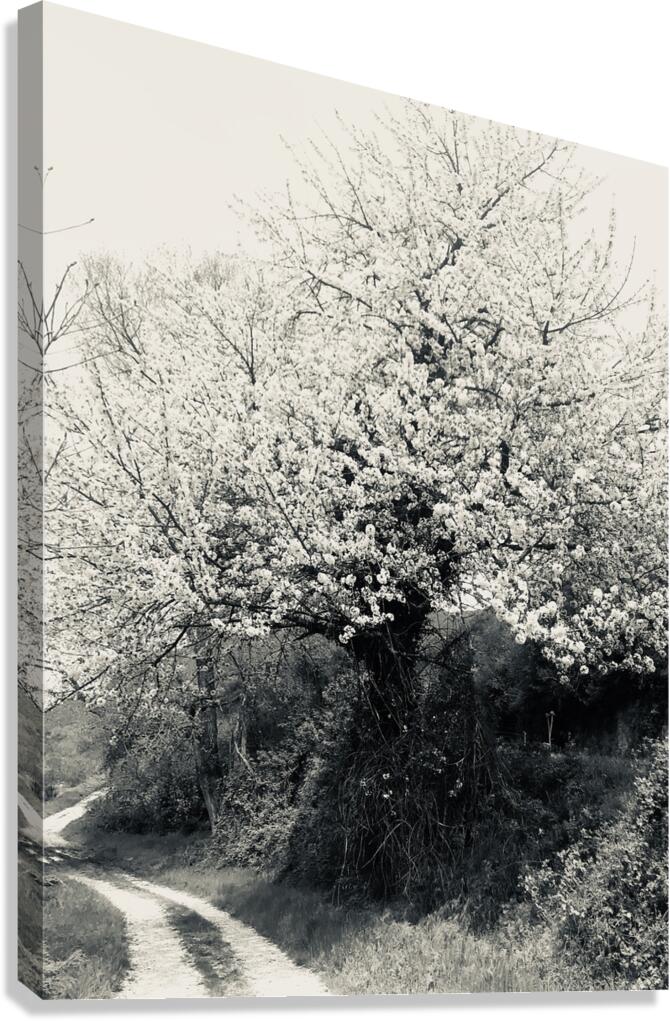 Spring Canvas Print