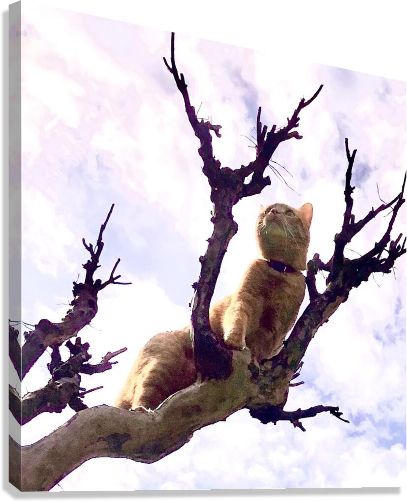 Climbing  Canvas Print