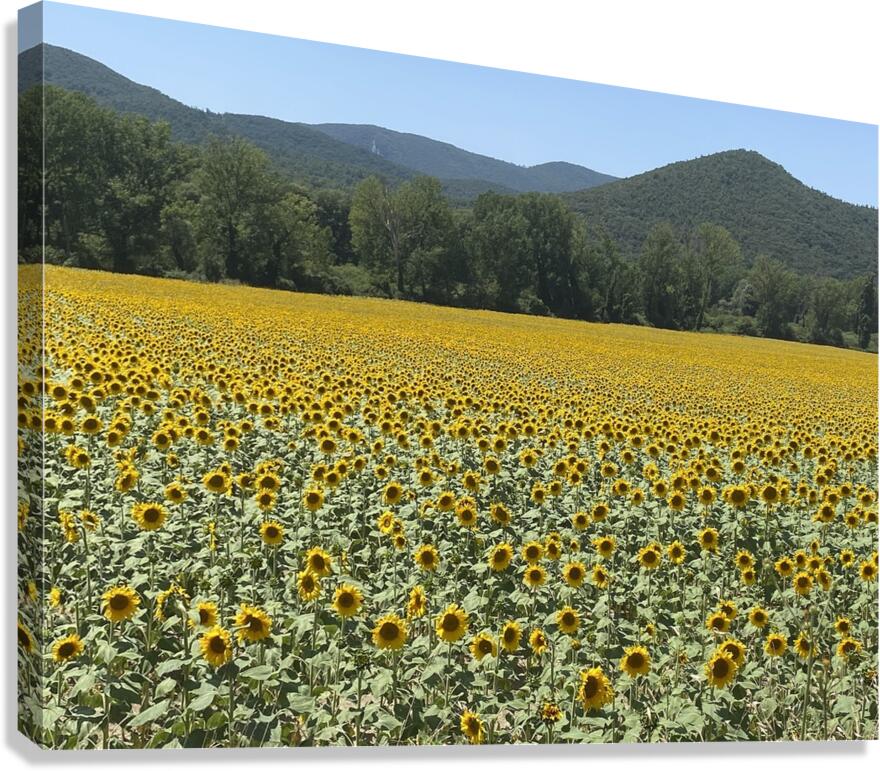 Sunflowerland  Canvas Print