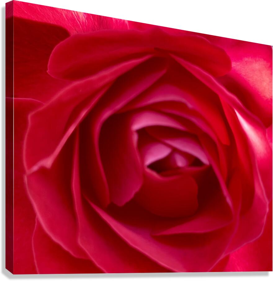 Into a rose… Canvas Print