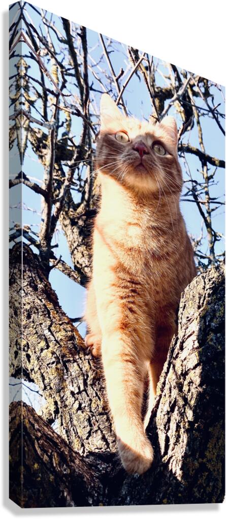 Looking up Canvas Print