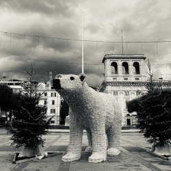 City bear noir