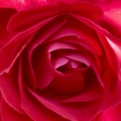Into a rose…