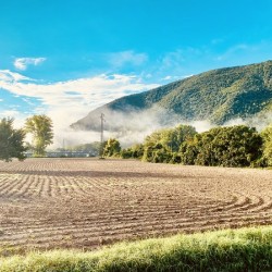 Morning Fog