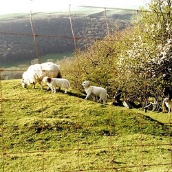 Best sheepland on earth Wales