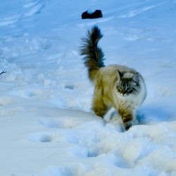 Furtive Siberian cat