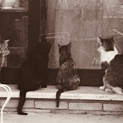 Four cats