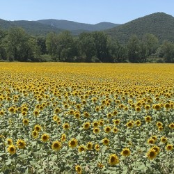 Sunflowerland 