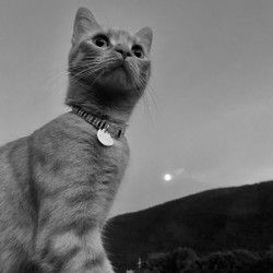Cat at dusk