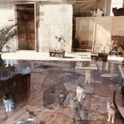 Window reflections