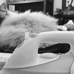 Cat and iron