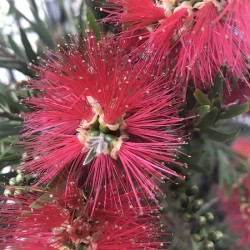Anti-anxiety flowers