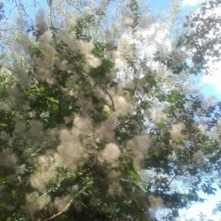 Spring cotton-like bush flowers