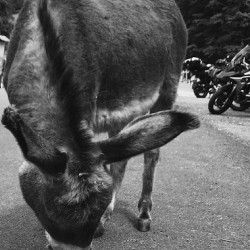 Donkey and scooters