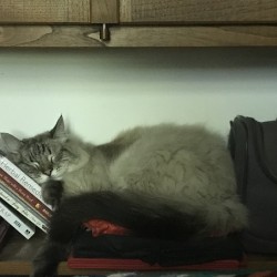 Just sleep on it