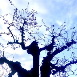 Rebirth 2