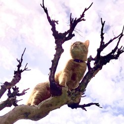 Climbing 