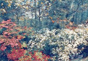 418D89AA 02AB 482A B412 F61814F16D1B