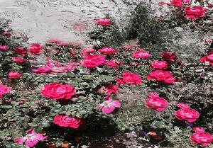 BBD347BB A6C5 4452 BBCA C60DC9A5919D