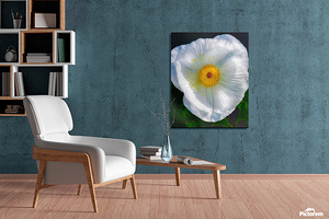 Sample of White Flower