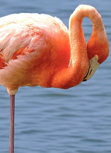Flamingo 1