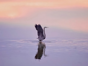 Blue Heron Swan
