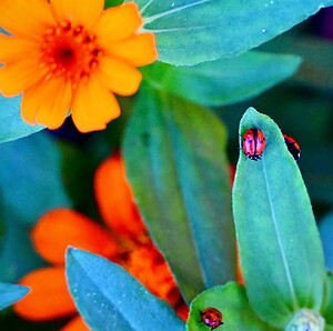 Ladybugs