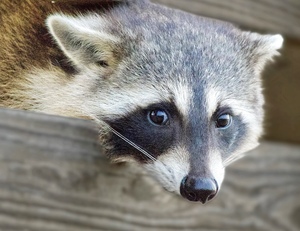 Raccoon 2