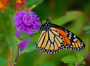 Purple flower monarch
