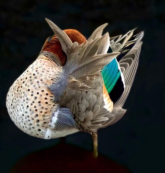 Sleeping Duck by L Griffin Photography