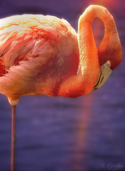 Flamingo sunset 2 Print