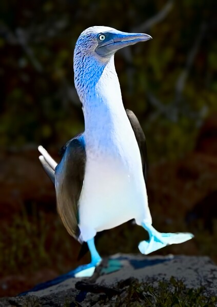 Blue Footed Booby Print