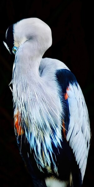 Blue Heron 2 Print