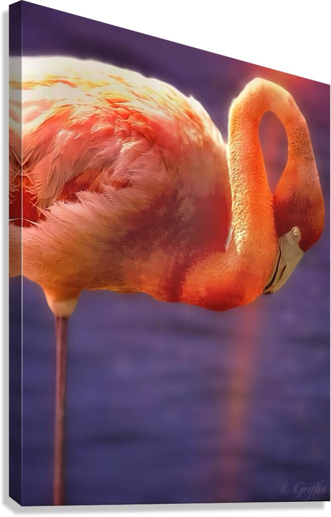 Flamingo sunset 2 Canvas Print