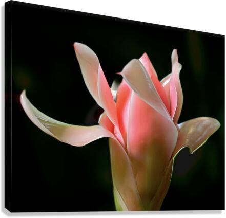 A Beginning Canvas Print