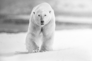 Boss Black and White