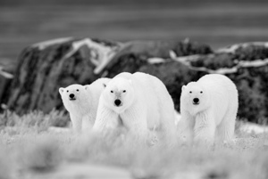 Gorgeous black and white