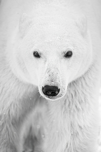 Portrait Black and White