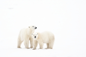 Mother and Cub
