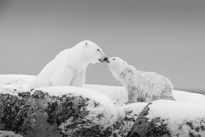 Northern Kiss Black and White