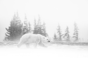 Cool as a Polar Bear