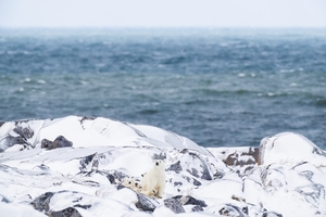 The Cradle Will Rock