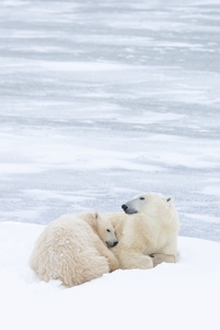 Northern Comfort   