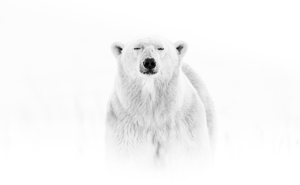Zen Bear Print
