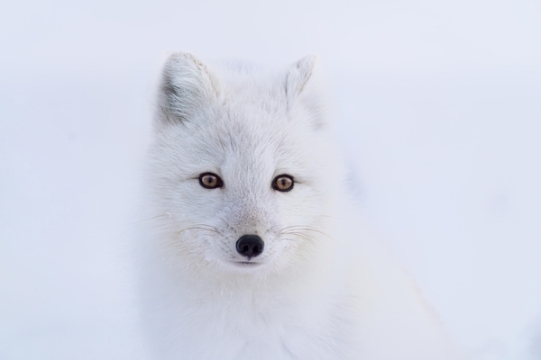 Arctic Fox Print