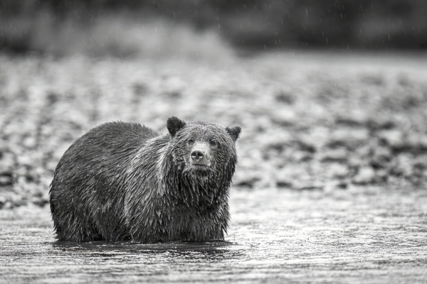 Bella Print