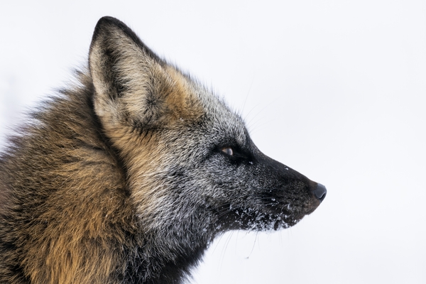 Cross Fox Print