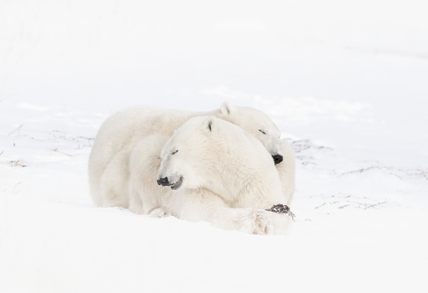 Snow Buddies Print