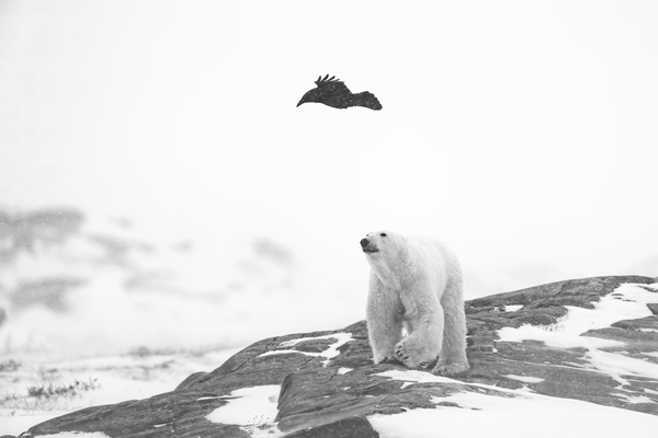 As the Raven Flys by Johnny Hayward