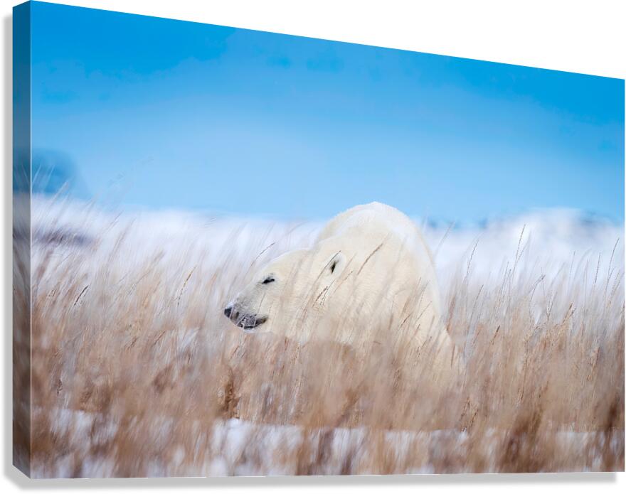 Tundra Breeze Canvas Print